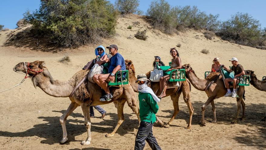 PP-AV insta al Ayuntamiento a proteger la permanencia de los camellos en las  Dunas de Maspalomas - La Provincia