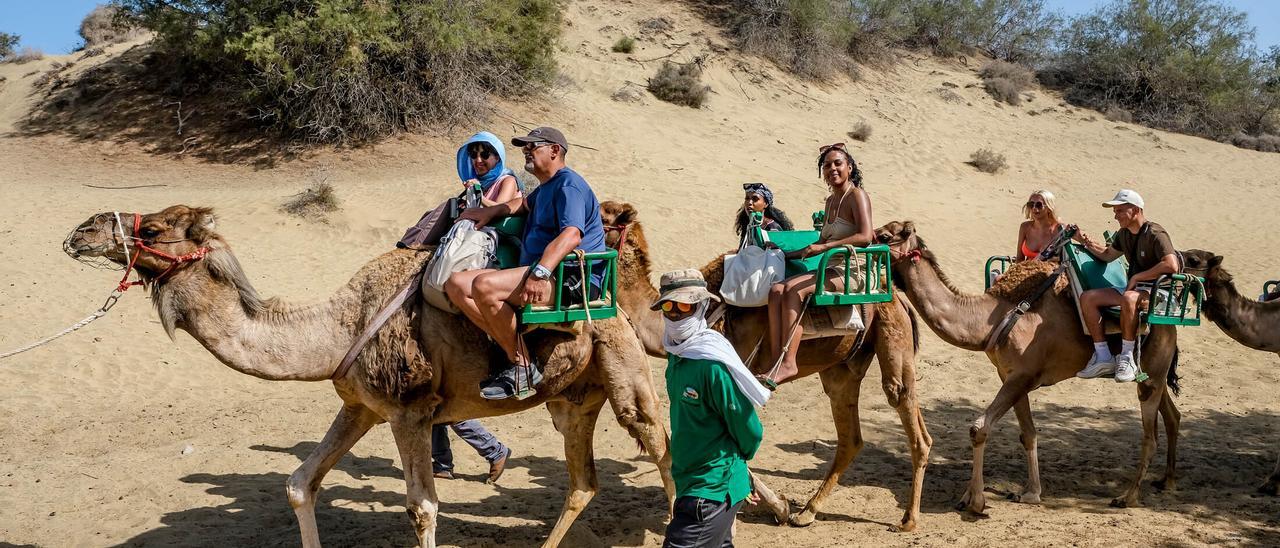 Excursión en camello por las Dunas de Maspalomas.
