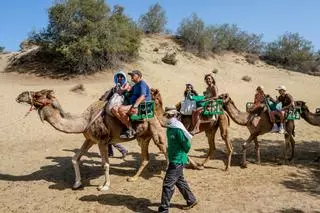 PP-AV insta al Ayuntamiento a proteger la permanencia de los camellos en las Dunas de Maspalomas