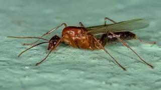 Remedios caseros para acabar con las hormigas voladoras en casa