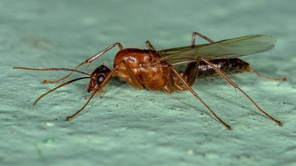 Hormigas voladoras | Remedios caseros para acabar con estas hormigas  (Formicidae) en casa