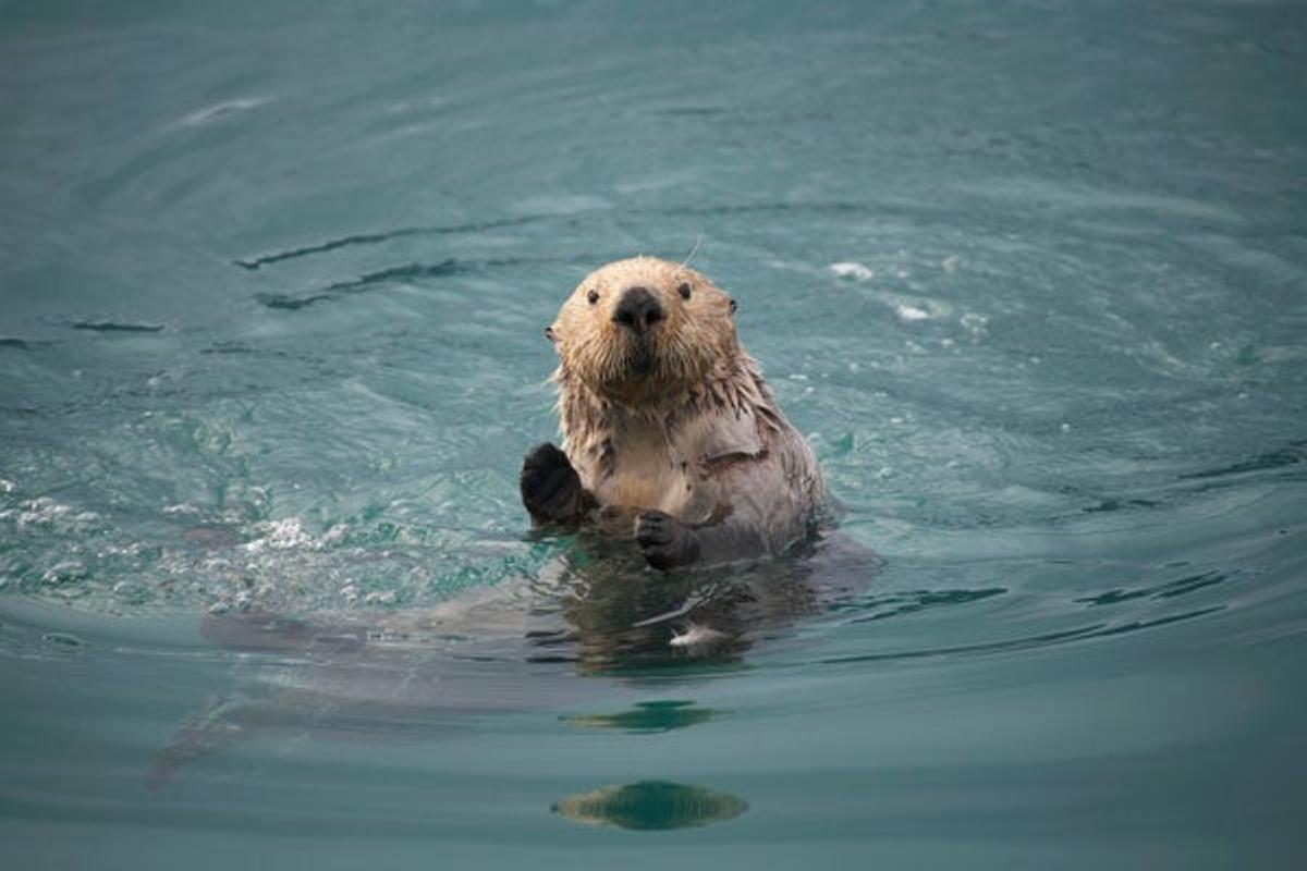 Nutria marina en Prince William Sound, un estrecho en el golfo de Alaska. Nutria marina en Prince William Sound, un estrecho en el golfo de Alaska.