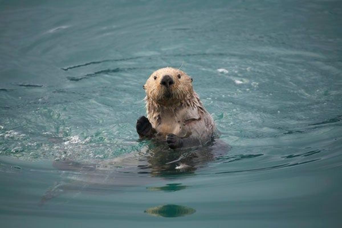 Nutria marina en Prince William Sound, un estrecho en el golfo de Alaska.