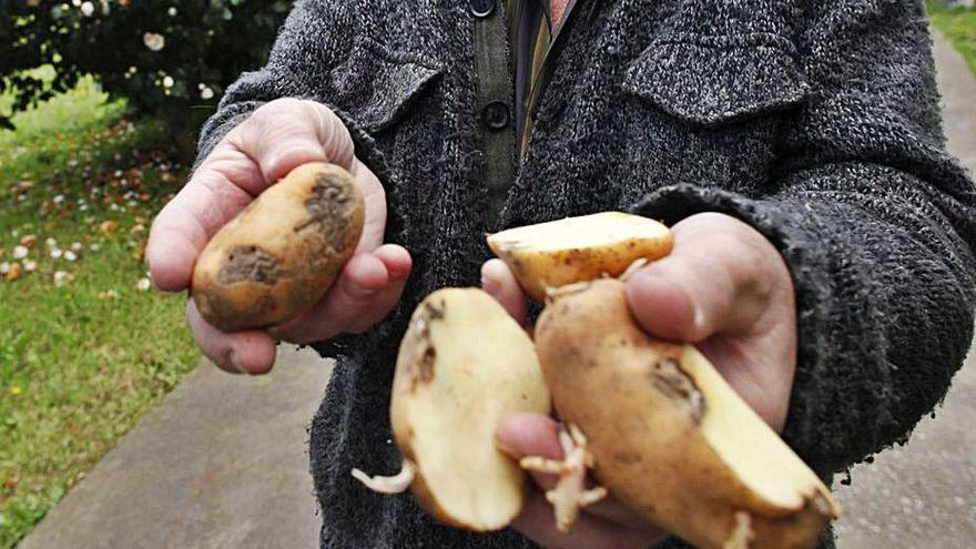 Un productor muestra patatas afectadas por la polilla