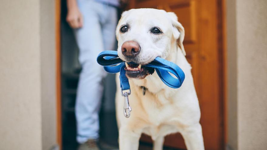 Tener un perro reduce el riesgo de padecer enfermedades cardiovasculares.