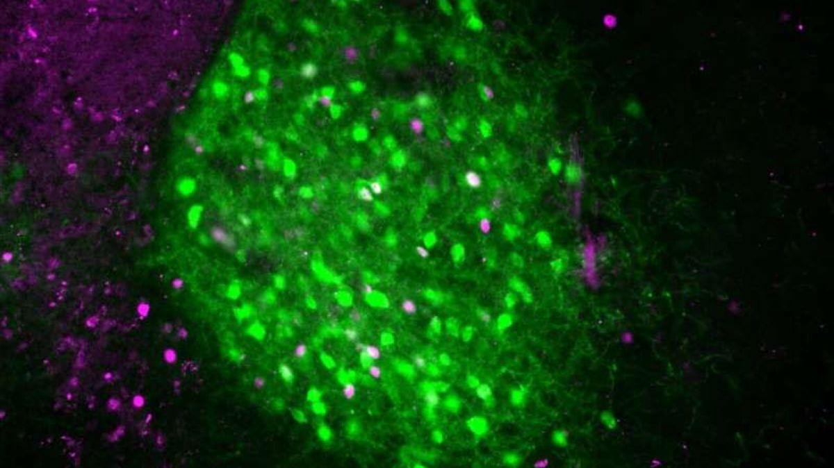 La neurotensina en la amígdala extendida mantiene la alerta en entornos desconocidos.