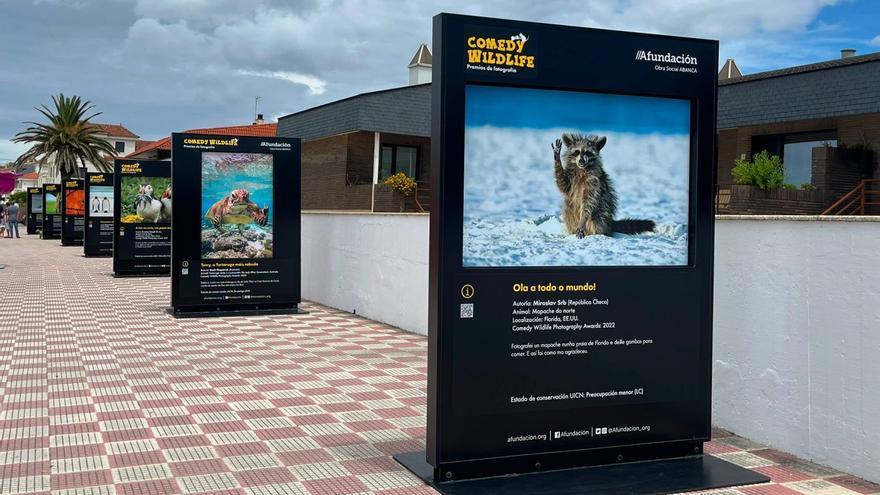«Comedy Wildlife» no Paseo de Panxón,  a vida animal salvaxe en clave de humor