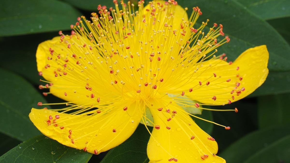Plantas con Flor: La flor de San Juan dará un toque diferente a tu hogar