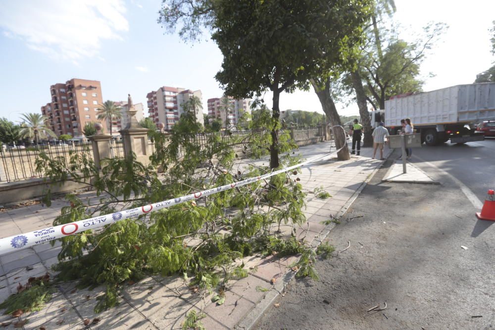 Una fuerte racha de viento hace caer una palmera