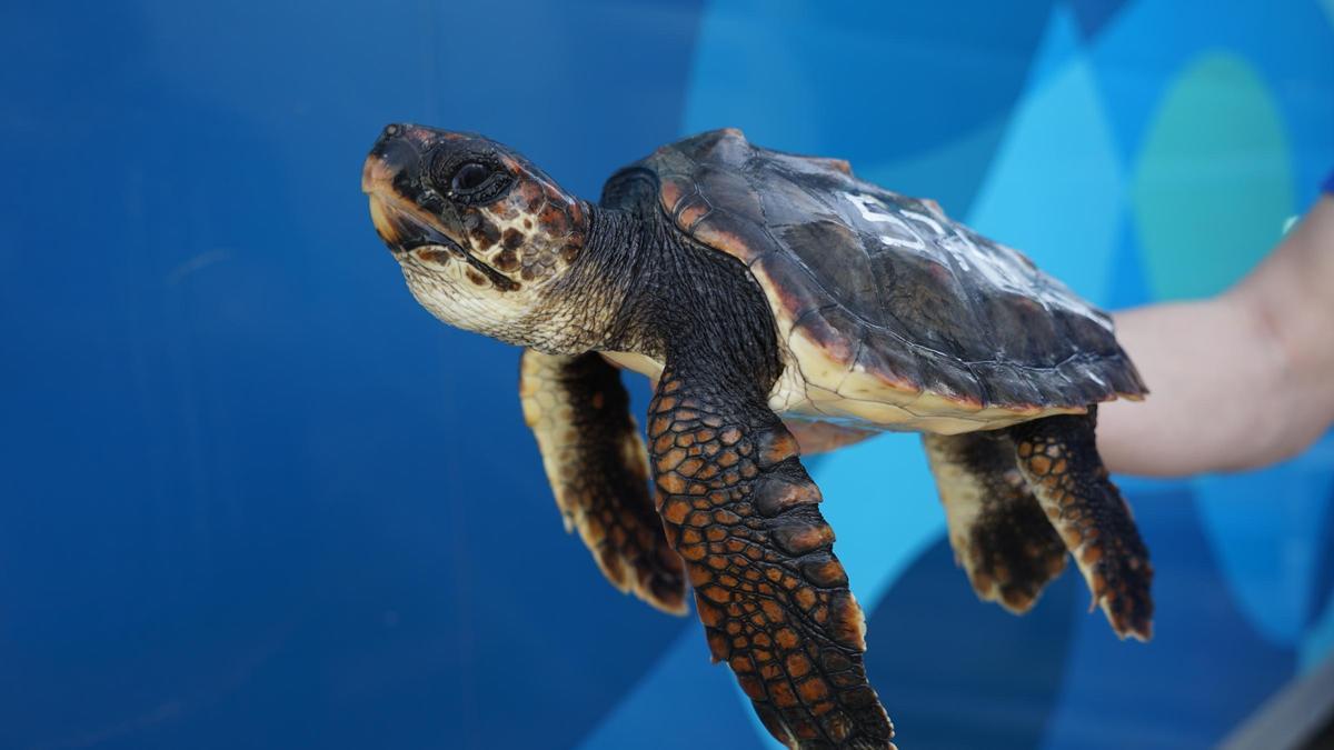 Una tortuga nacida en Ibiza rescatada por un pesquero.