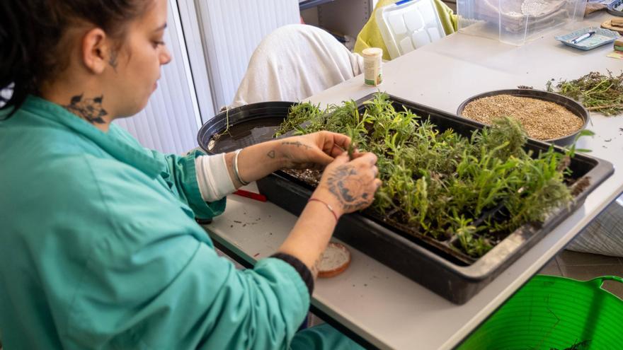 FOTOS | Cerámica y jardinería: talleres que son terapia para los usuarios del Hospital Psiquiátrico de Palma