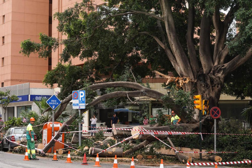 Operarios municipales retiran las ramas arrancadas por un rayo del ficus del Paseo de Sancha.