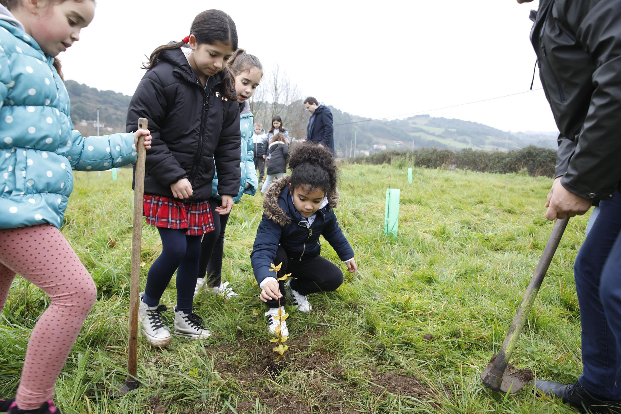 En imágenes: La alcaldesa de Gijón, en la plantación de árboles autóctonos en Somonte