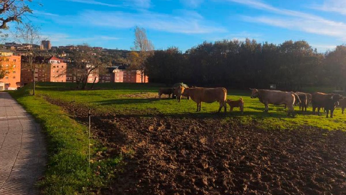Varias vacas, con algunas crías, en la calle Yernes y Tameza, y a la izquierda los edificios de Las Campas.