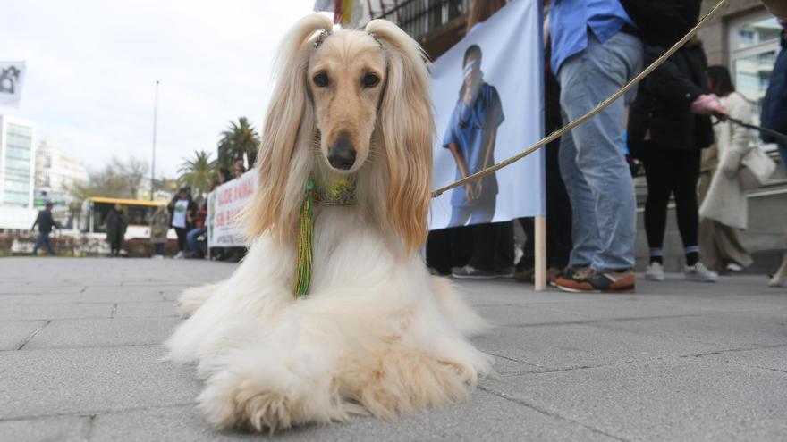 Veterinarios de A Coruña protestan contra un nuevo decreto que regula su profesión
