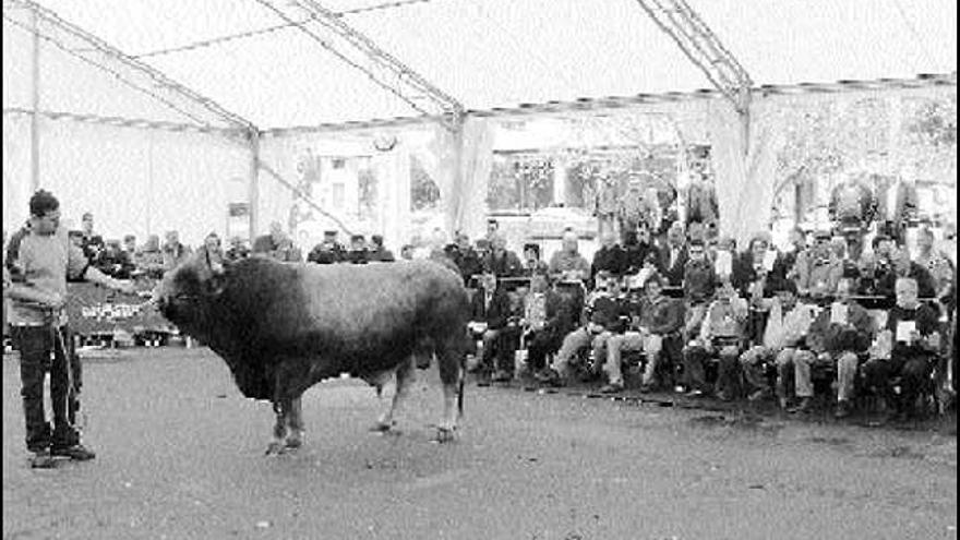 El primer semental de la subasta, «Regalu II», ayer, en la feria de Infiesto.