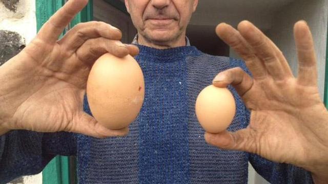 Miguel Martínez posa orgulloso con el huevo de 213 gramos y otro de menor tamaño de sus gallinas.