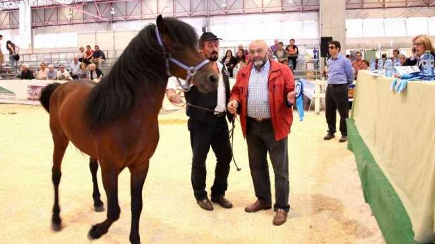 Arriba, &#039;Jalisco&#039;, elegido mejor caballo pura raza gallega. A la derecha, Vanesa Carro, ganadora del concurso de manejadores.