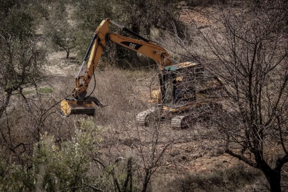 La Xylella se extiende por la provincia