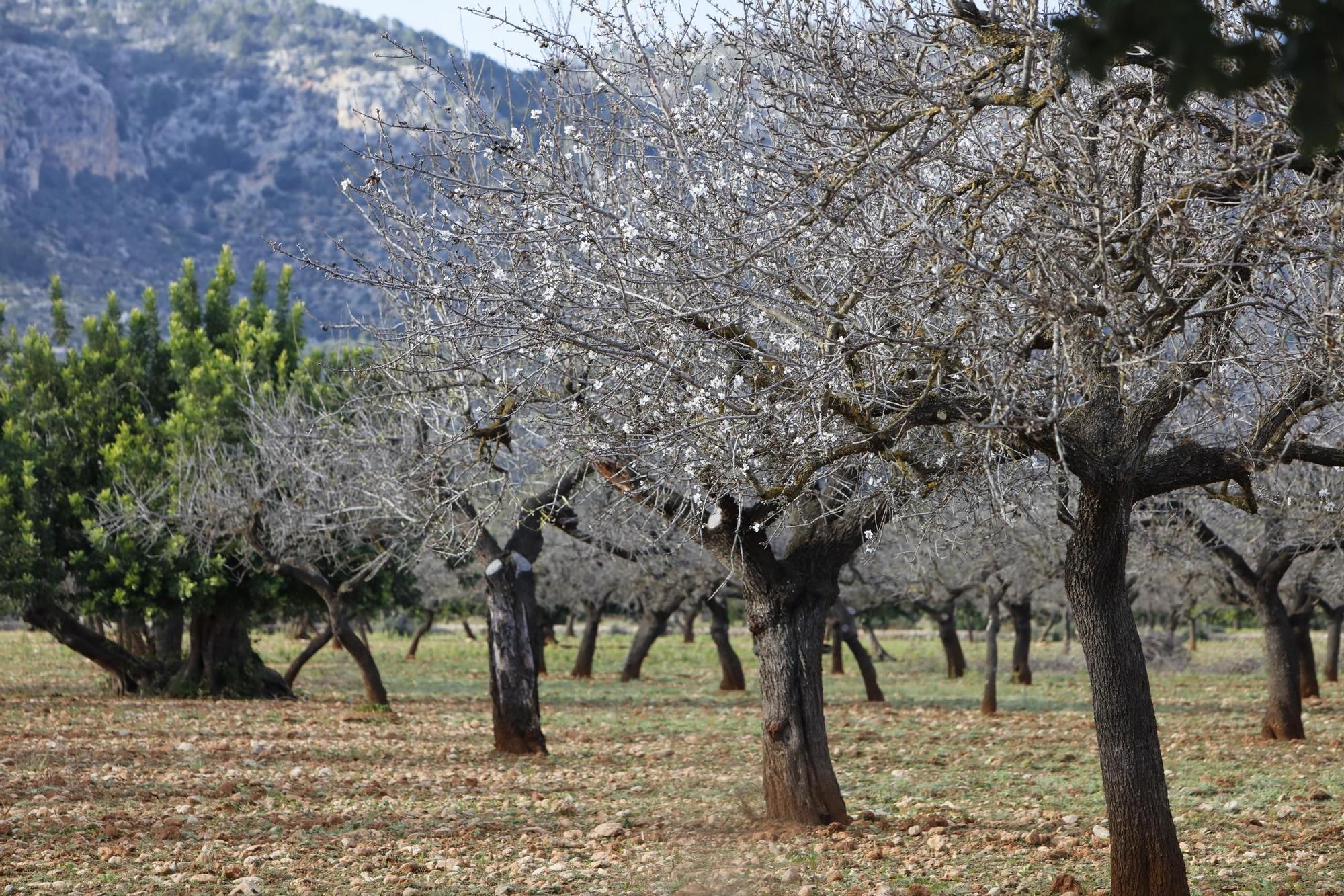 Almendros an der MA-1140.