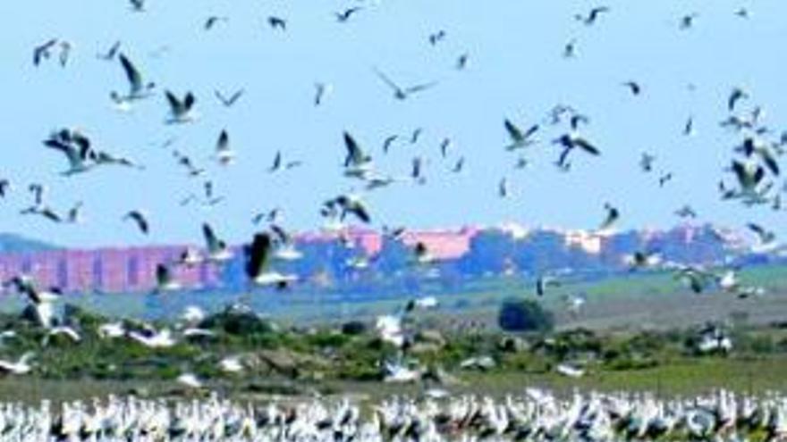 Halcones contra cigüeñas en el ecoparque