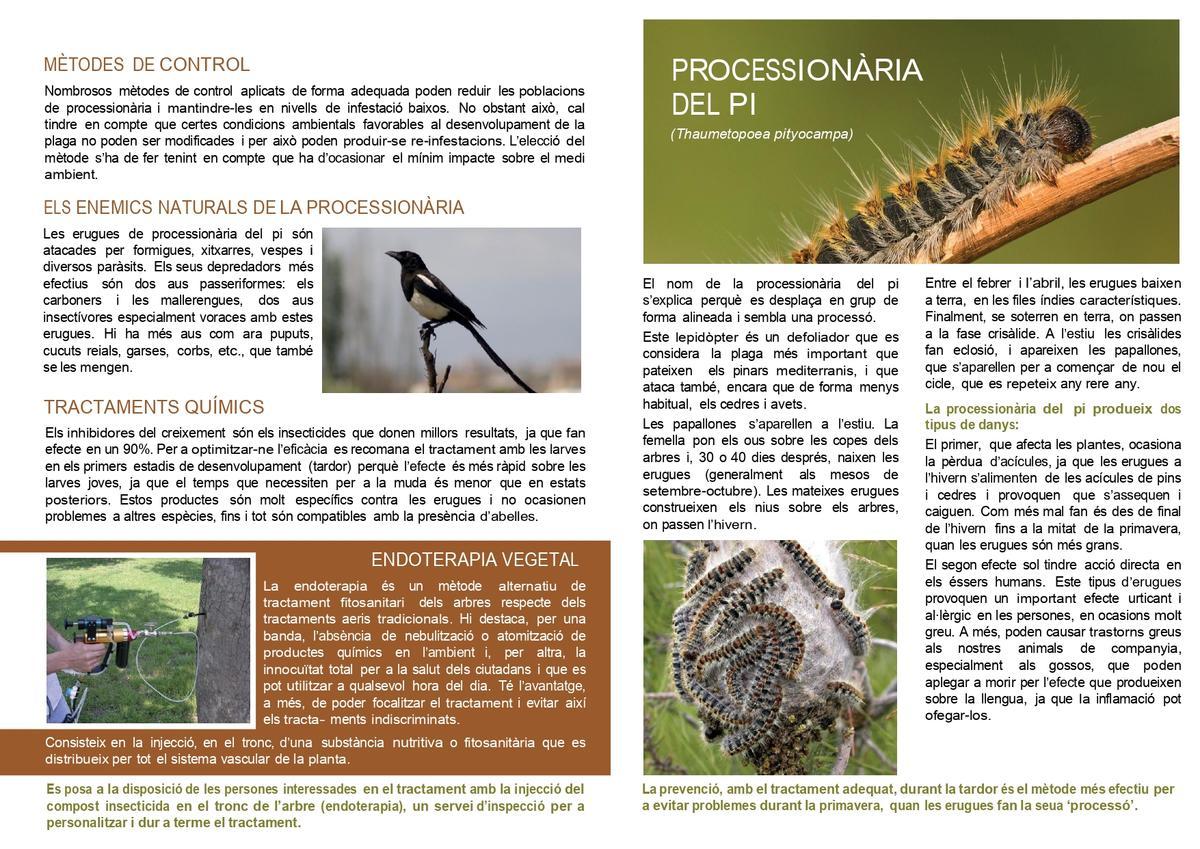 Procesionarias Torrent, guía.