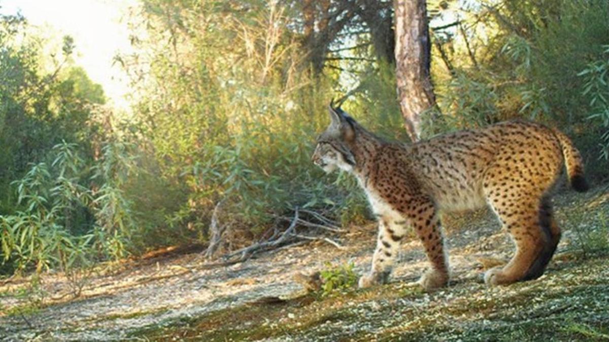 Hongo, macho de lince ibérico nacido en el 2011 en el entorno del parque de Doñana