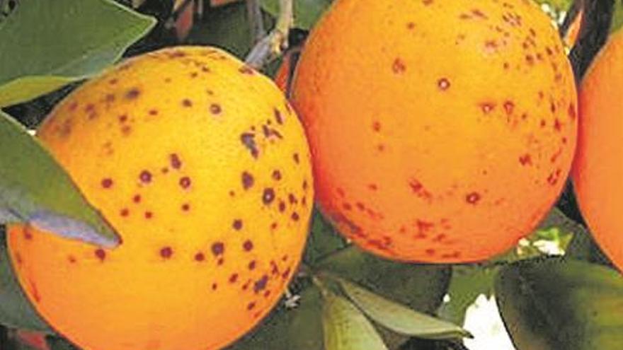 Europa alerta de la peligrosidad de tres plagas que afectan a la naranja