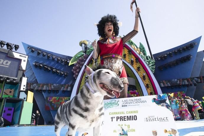 24.02.19. Las Palmas de Gran Canaria. Carnaval 2019. Concurso Carnaval Canino 2019. Eva León, presenta a Milka, con la fantasía " Desde la selva más salvaje llegan Milka y Eva a disfrutar del Carnaval Carioca. Foto Quique Curbelo