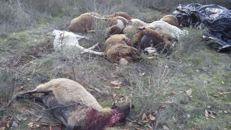Las ovejas muertas apiladas tras ser recogidas por el campo.