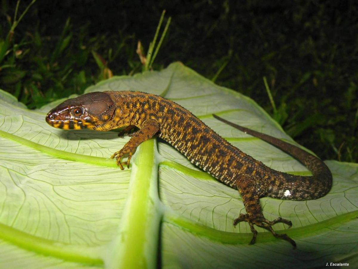 Otra de las especies supervivientes