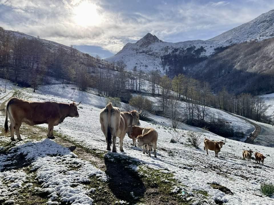 Vuelve la nieve al oriente de Asturias