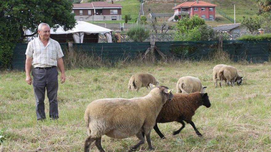 Miguel Ángel Martínez, ayer, con sus ovejas en Santa Catalina (Pravia), en la finca donde se produjo el ataque.