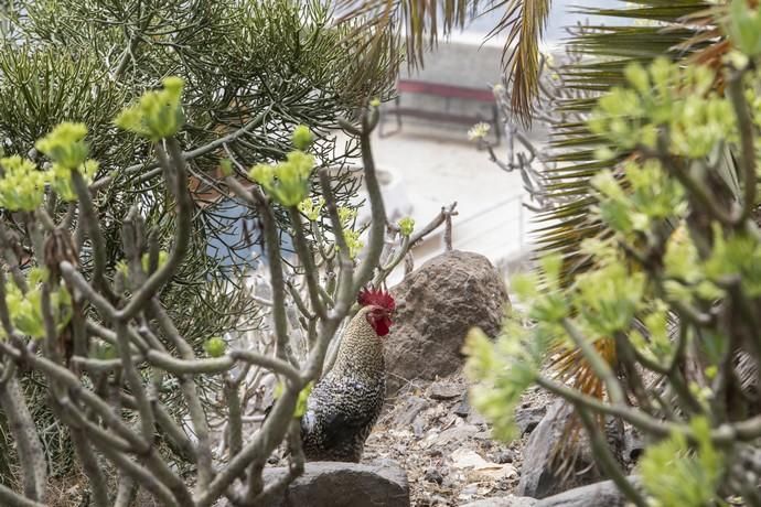 17.09.18. Las Palmas de Gran Canaria. Gallinas y ...