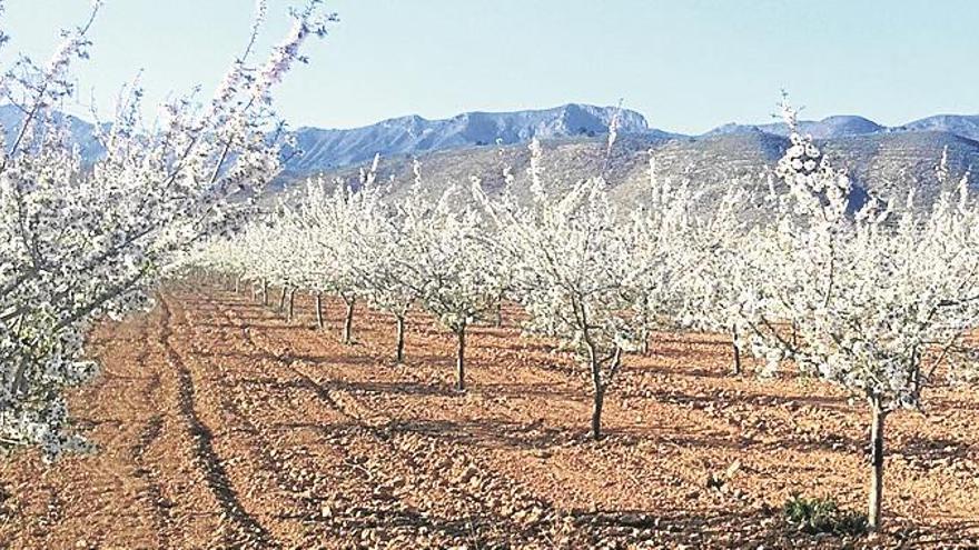 Codiagro, gran exponente en nutrición vegetal carboxílica