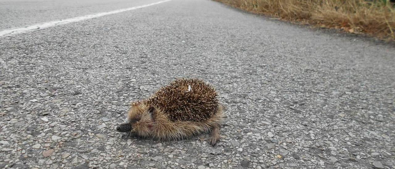 Erizo atropellado en una carretera de Siero.