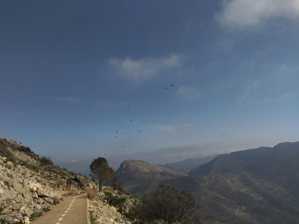 Desolación, erosión y bandadas de cuervos en las laderas del Coll de Rates arrasadas hace 8 meses por el fuego (imágenes) Desolación, erosión y bandadas de cuervos en las laderas del Coll de Rates arrasadas hace 8 meses por el fuego (imágenes)