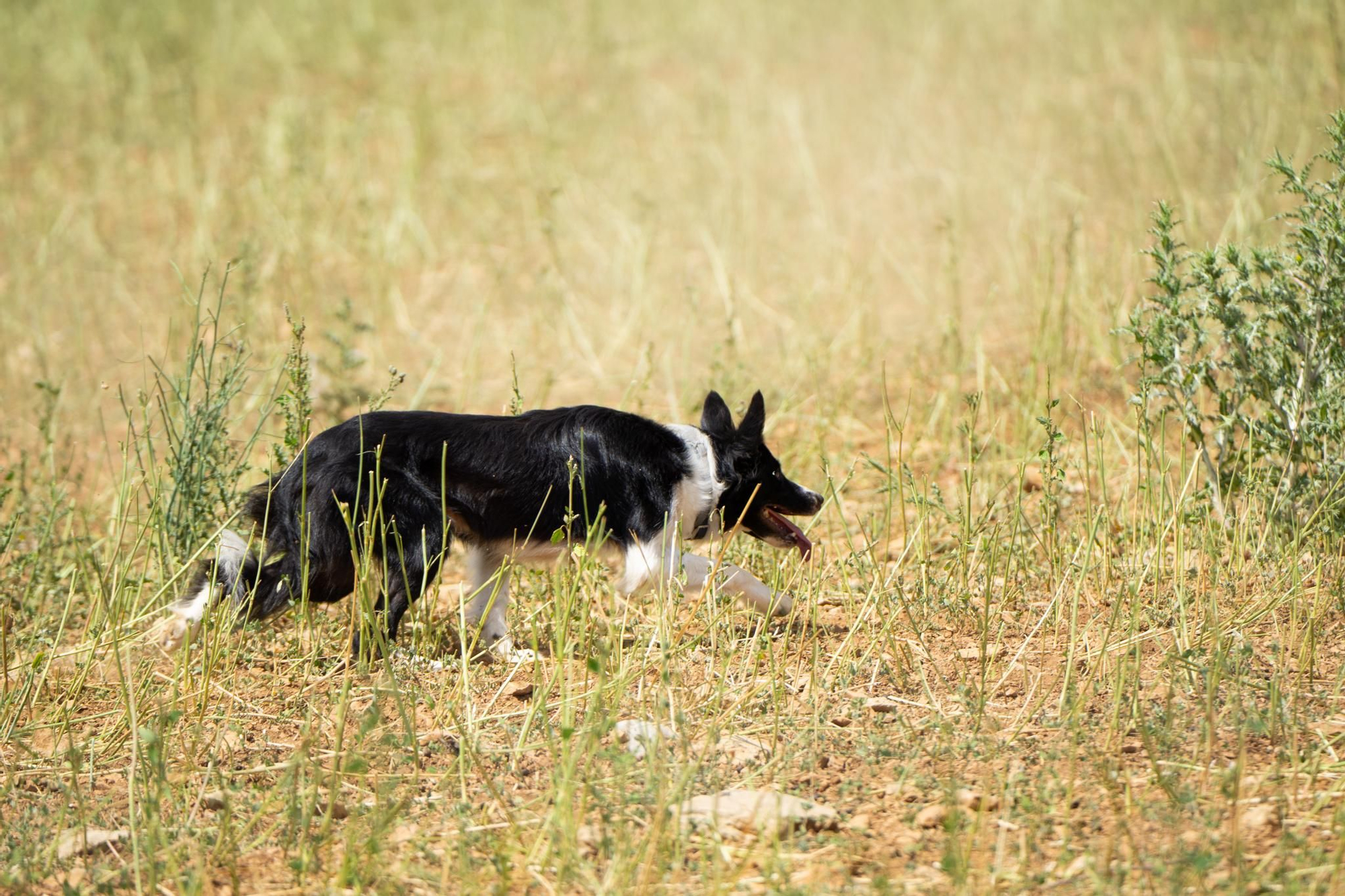 FOTOGALERÍA: Las imágenes del concurso de perros pastores de Ares del Maestrat