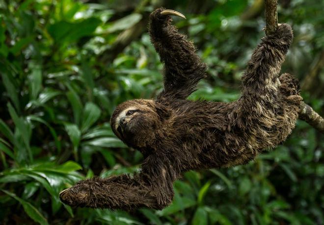 Amazonia, Perú