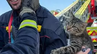 Un gato pasa dos días atrapado en un árbol y su tierna reacción al ser rescatado ya es viral: “Nos hemos caído muy bien”