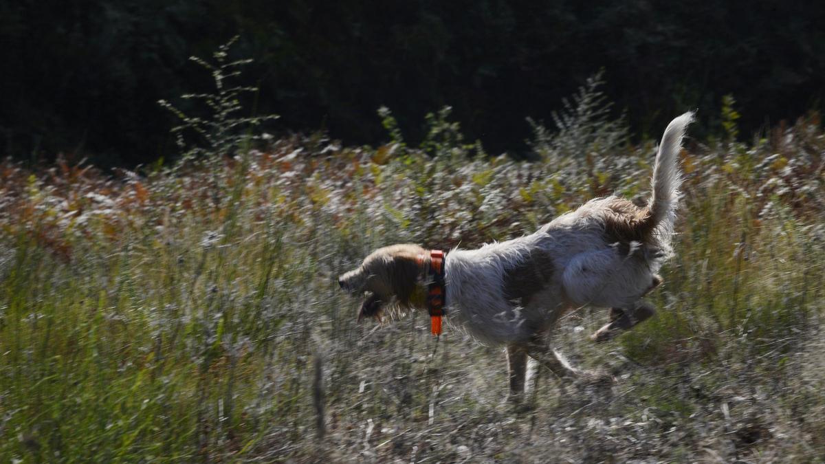 Una imagen de recurso de un perro.