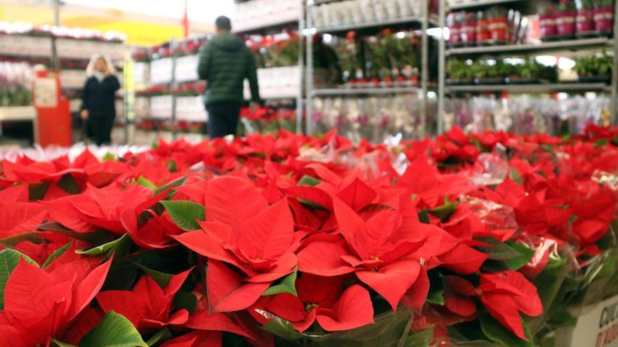 Les millors plantes pel Nadal