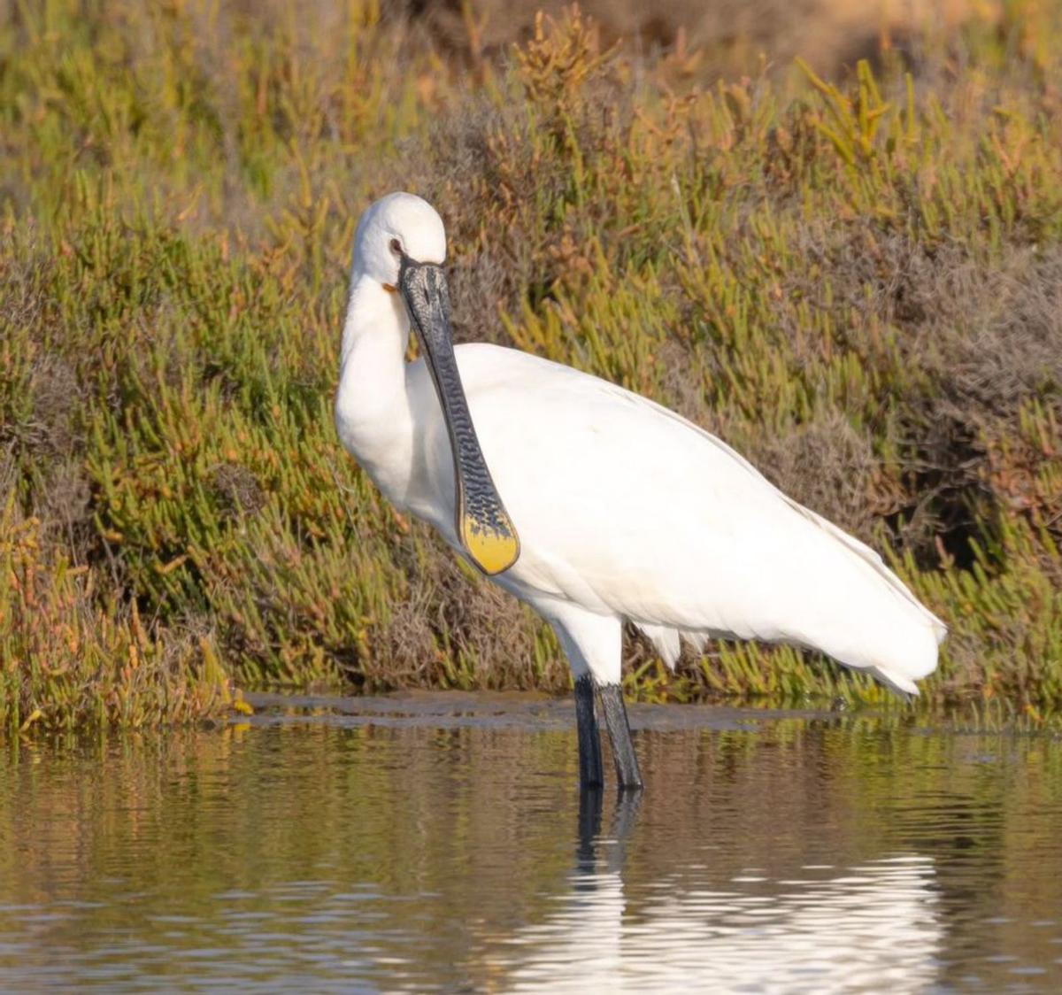 Tres espátulas comunes y una garza real en es Estanyets, en el Parque Natural. | GERARDO FERRERO