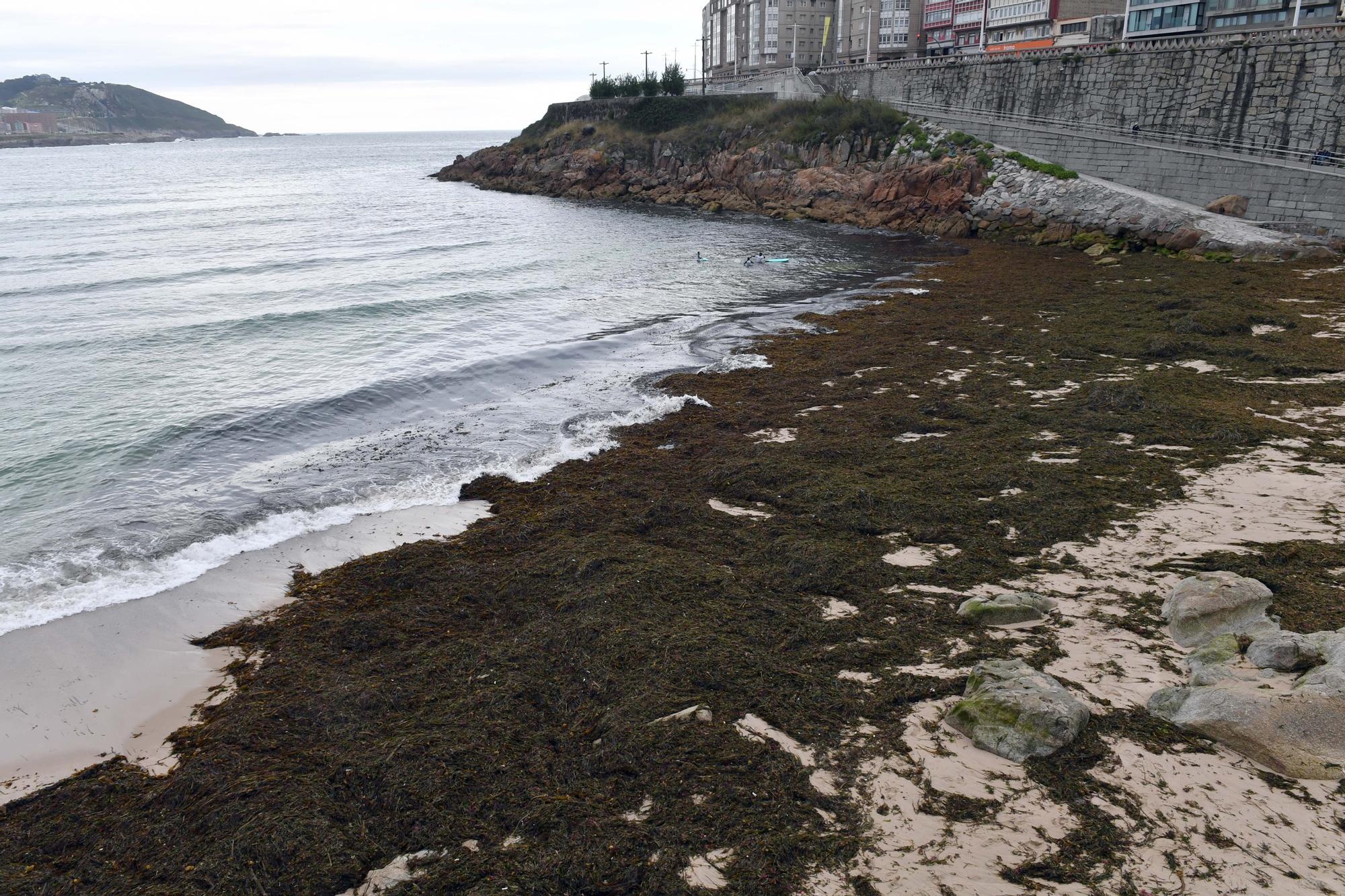 La playa del Matadero, llena de algas en el primer día de verano