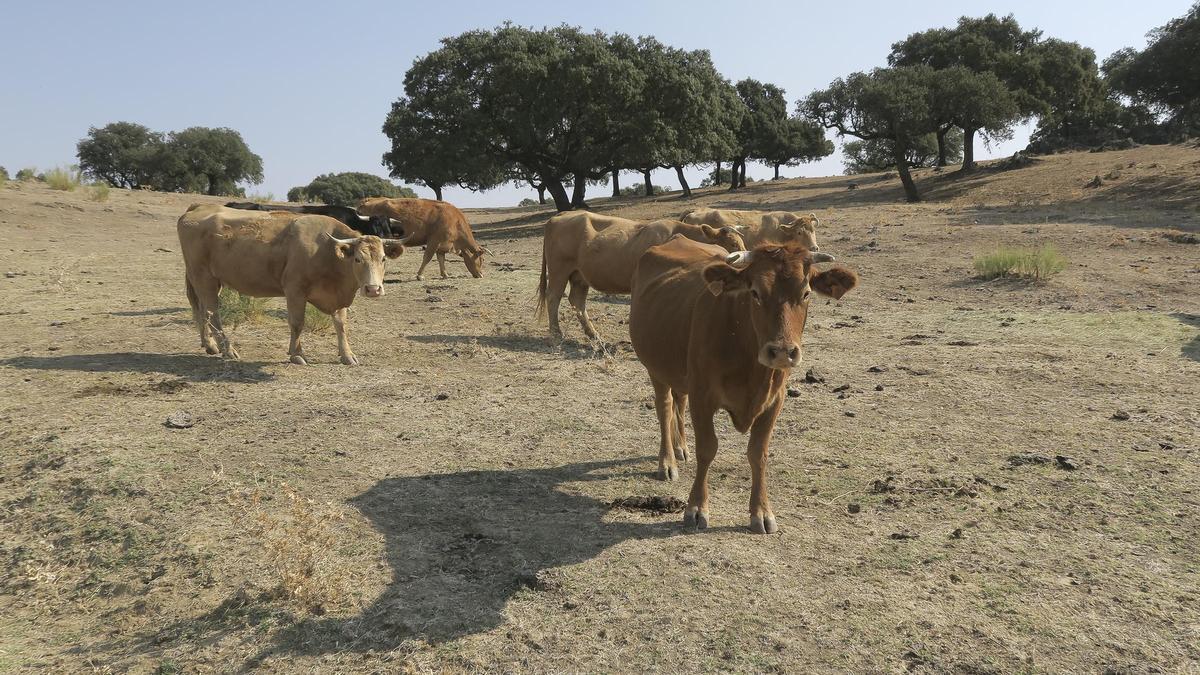 Ejemplares de ganado vacuno.