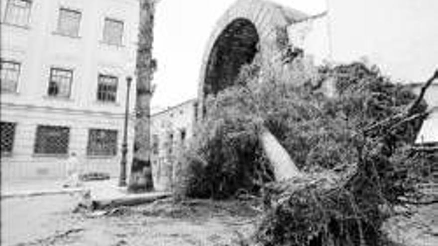 Un árbol cae sobre el arco de Trajano