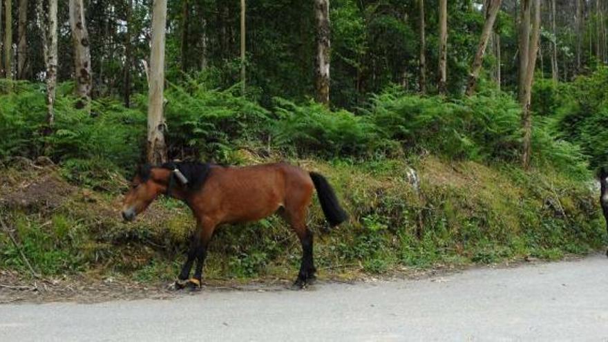 Un caballo con cepos en la zona de Moaña, en los montes de O Morrazo.  // Gonzalo Núñez