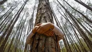 Los bosques urbanos, cruciales en la lucha contra el cambio climático, según un estudio