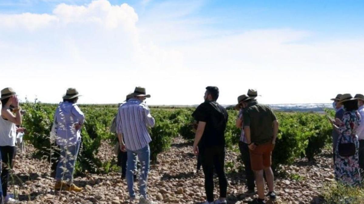 Turistas visitan los viñedos de una bodega de la DO Toro incluida en la ruta del Tren del Vino. | Cedida