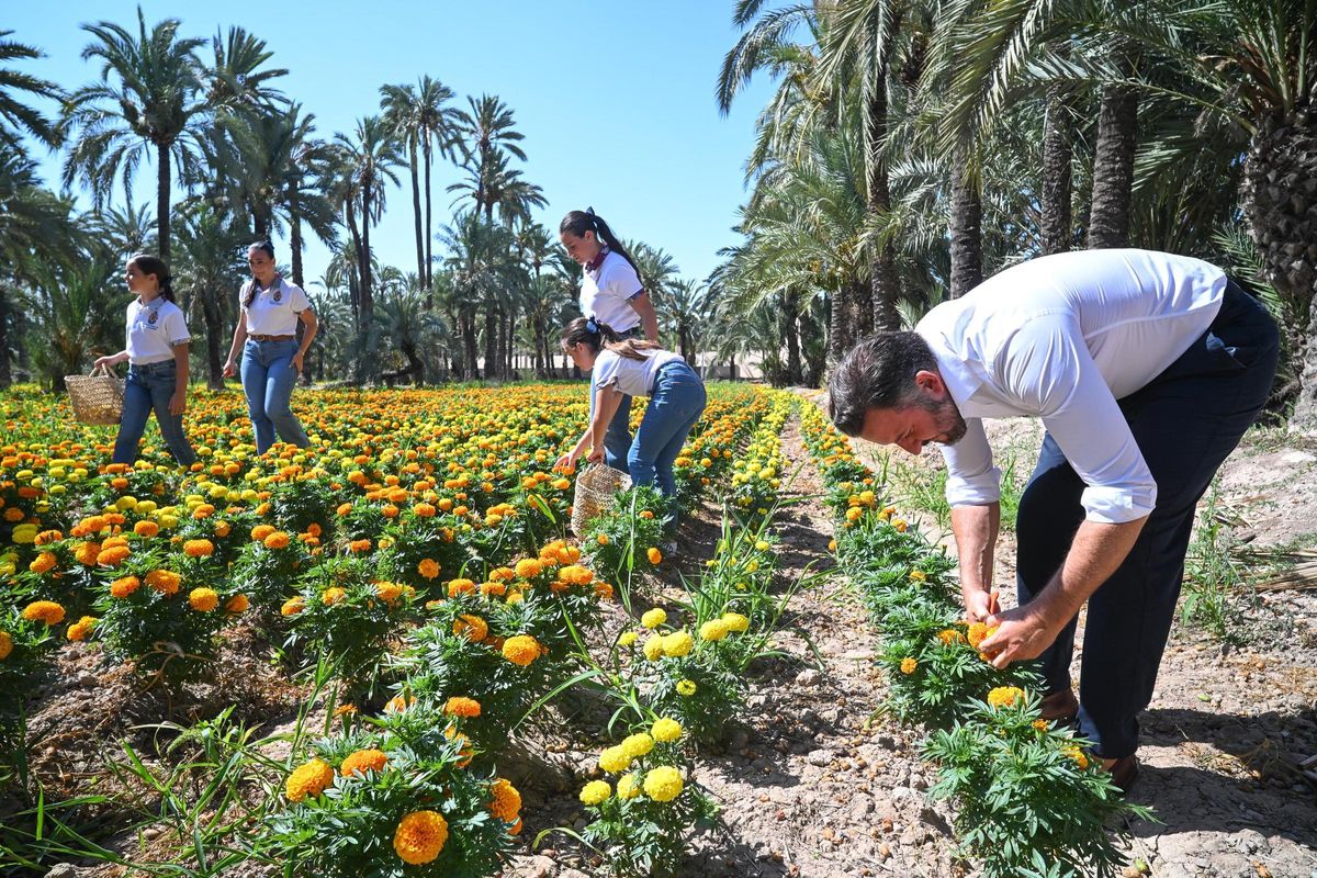 El alcalde y las reinas y damas de las fiestas cortando las tagetes.